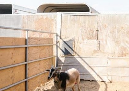 three billy goats gruff story pdf